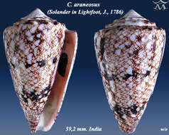 Image of Conus araneosus