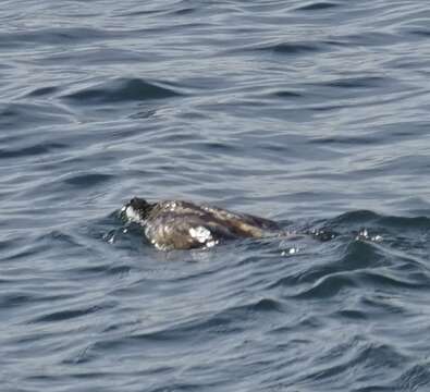 Image of Phalacrocorax varius hypoleucos (Brandt & JF 1837)