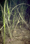 Image of Eelgrass