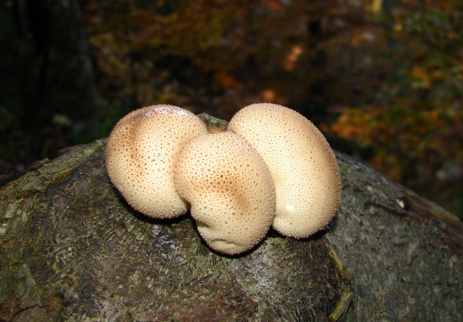 Imagem de Lycoperdon perlatum Pers. 1796