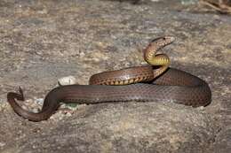 Image of Mustard-bellied Snake