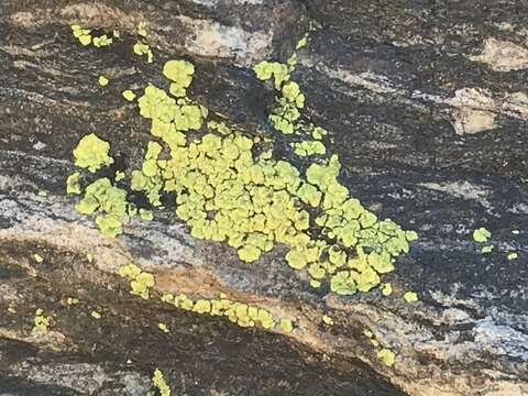 Image of cracked lichen