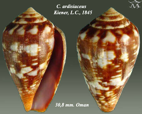 صورة Conus ardisiaceus Kiener 1850