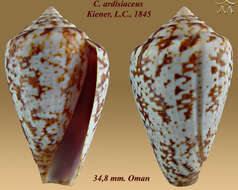 صورة Conus ardisiaceus Kiener 1850