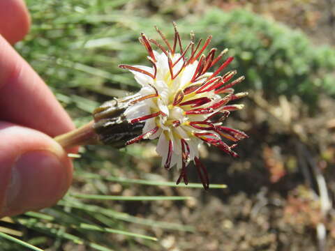 Image of Hypochaeris incana (Hook. & Arn.) Macloskie