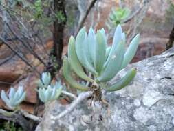 Plancia ëd Curio crassulifolius (DC.) P. V. Heath