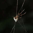 Argyrodes argentatus O. Pickard-Cambridge 1880 resmi