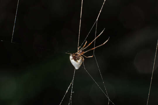 Argyrodes argentatus O. Pickard-Cambridge 1880 resmi