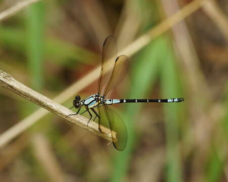 Image de Diphlebia coerulescens Tillyard 1913