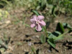 Image of pink stickseed