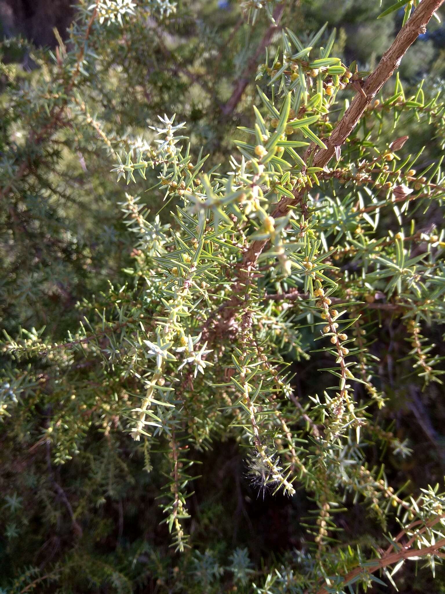 Image of Large-fruited Juniper