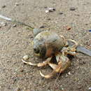 Image of Long-Clawed Hermit Crab