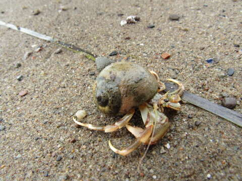 Image of Long-Clawed Hermit Crab