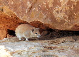 Image of spiny mice, forest mice, and relatives