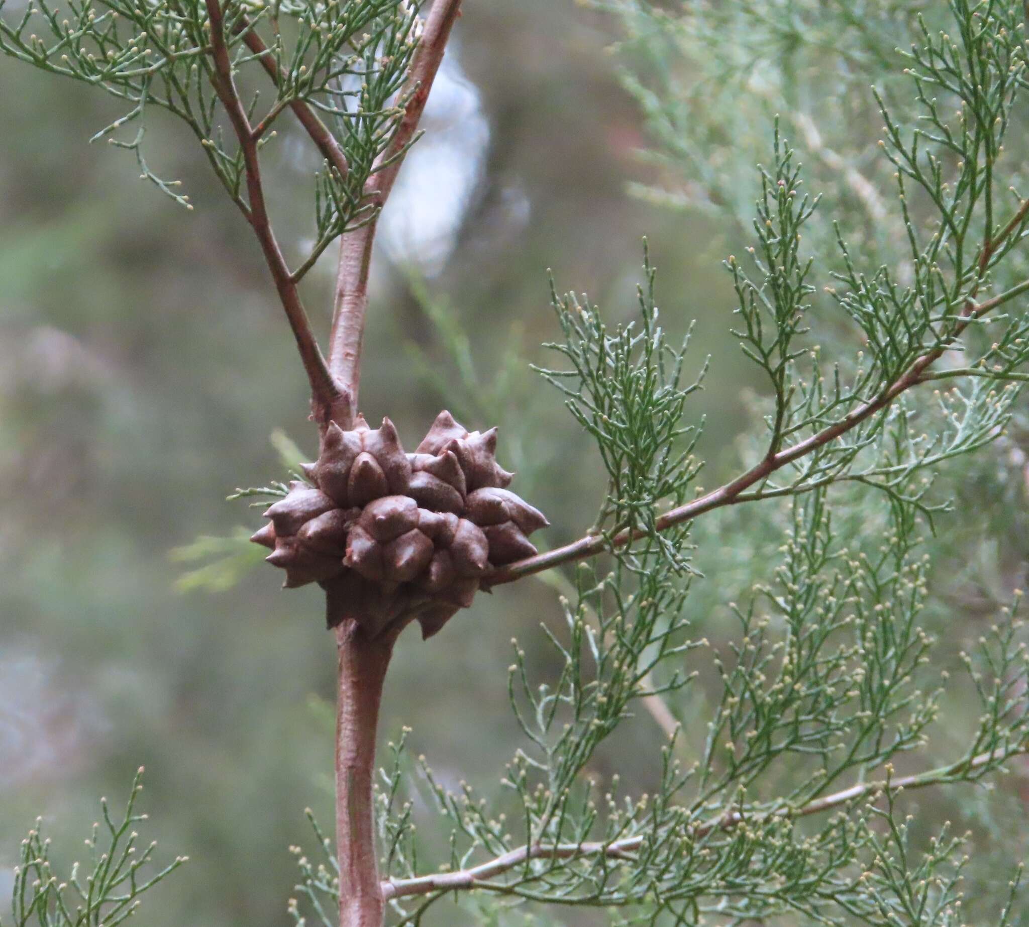 Plancia ëd Callitris rhomboidea R. Br. ex Rich. & A. Rich.