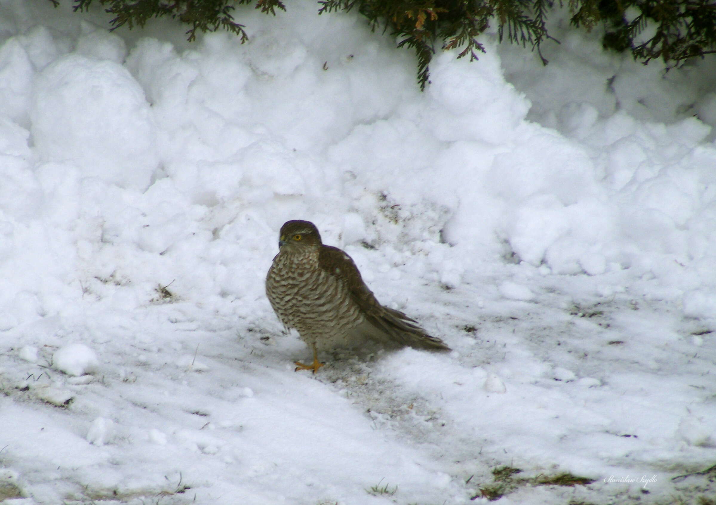 Image of Eurasian Sparrowhawk