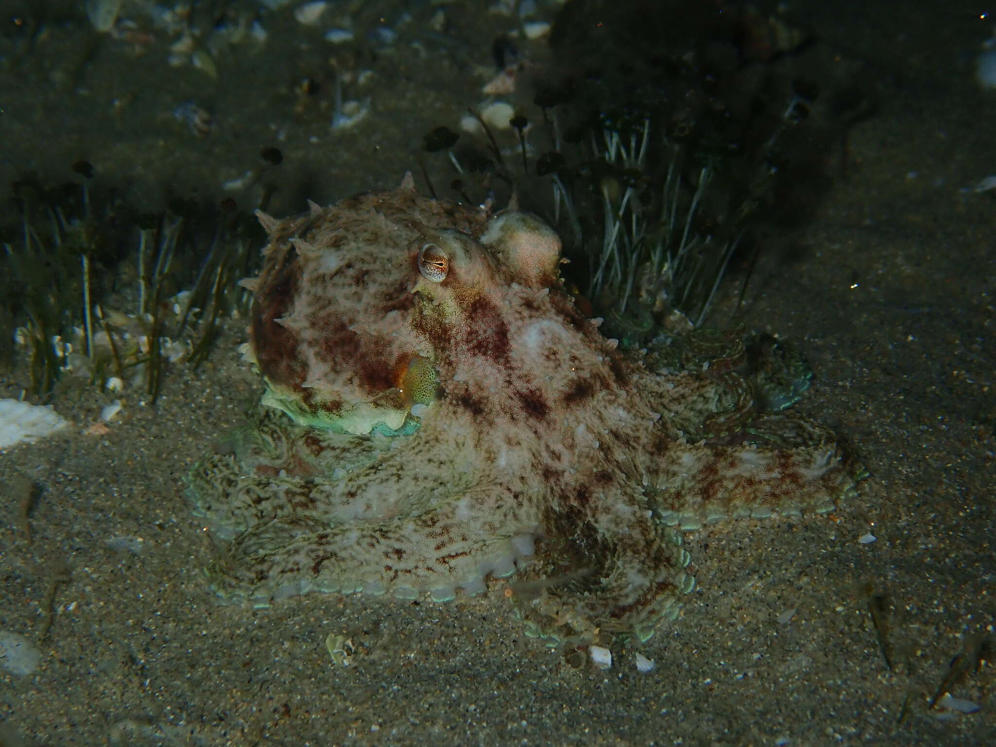 Image of Octopus berrima Stranks & Norman 1992