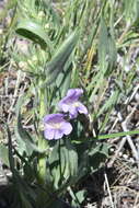 Image of fuzzytongue penstemon