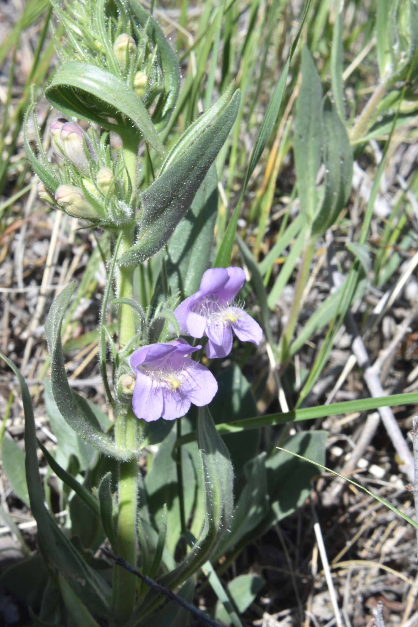 Image of fuzzytongue penstemon