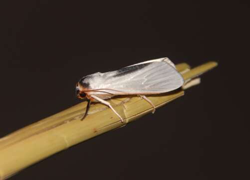 Image of Agylla argentifera Walker 1866