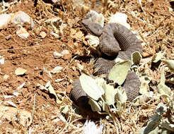 Image of Lebanon Viper