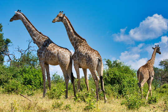 Plancia ëd Giraffa camelopardalis (Linnaeus 1758)