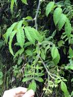 Image of Solanum juglandifolium Humb. & Bonpl. ex Dun.