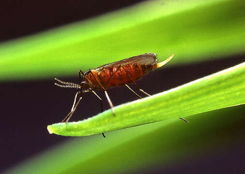 Image of Hessian fly