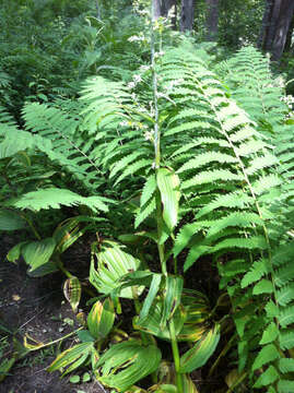 Image of False Hellebore