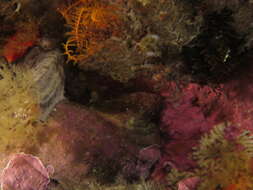 Image of Two-eyed Blenny