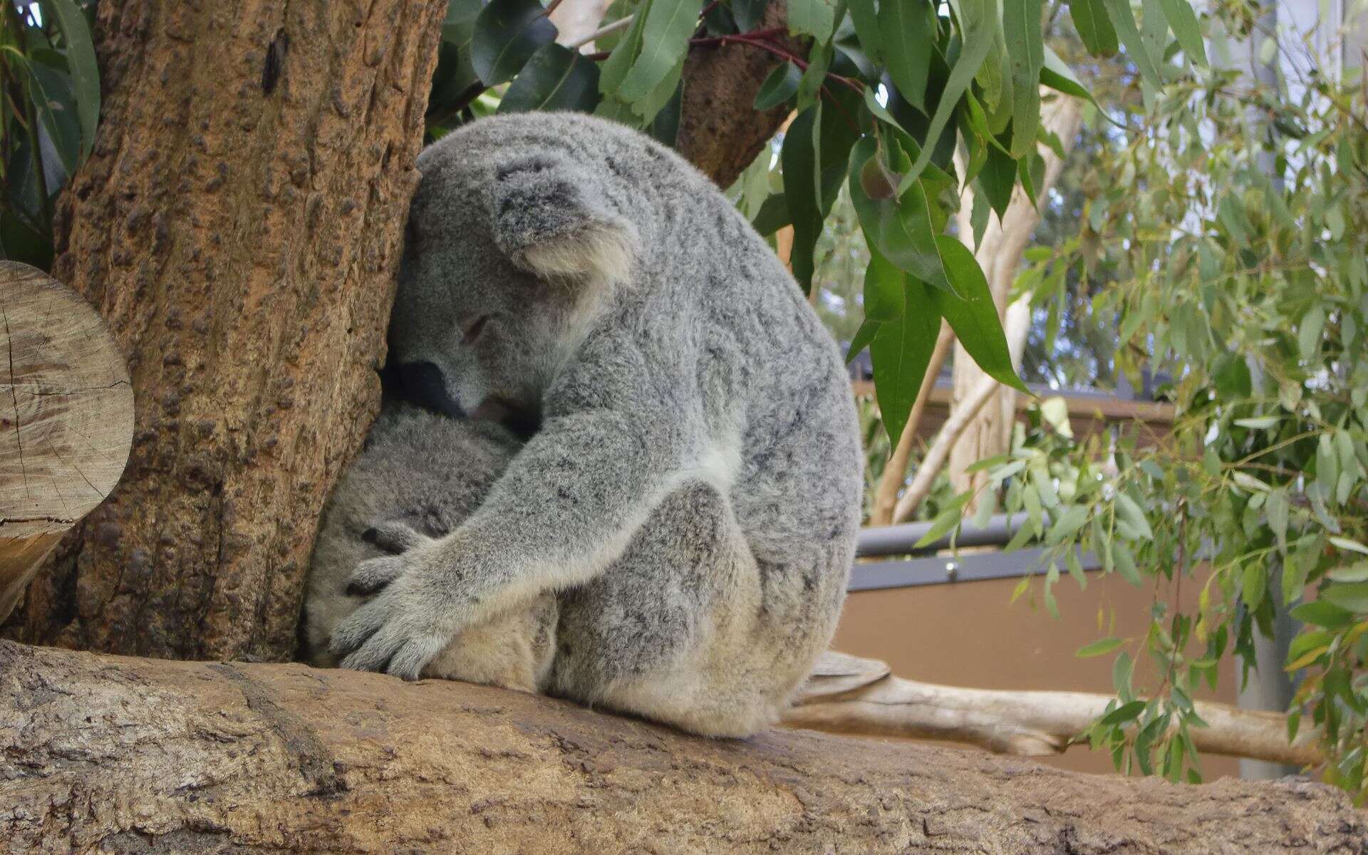 Image of koalas