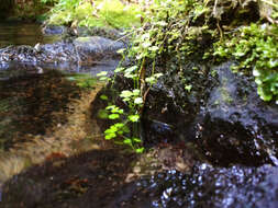 Hydrocotyle americana var. heteromeria (A. Rich.) Kirk resmi