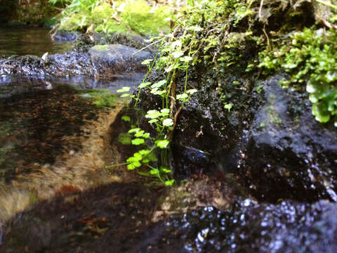 Image de Hydrocotyle americana var. heteromeria (A. Rich.) Kirk