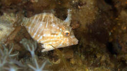 Image of Flower-coral Filefish