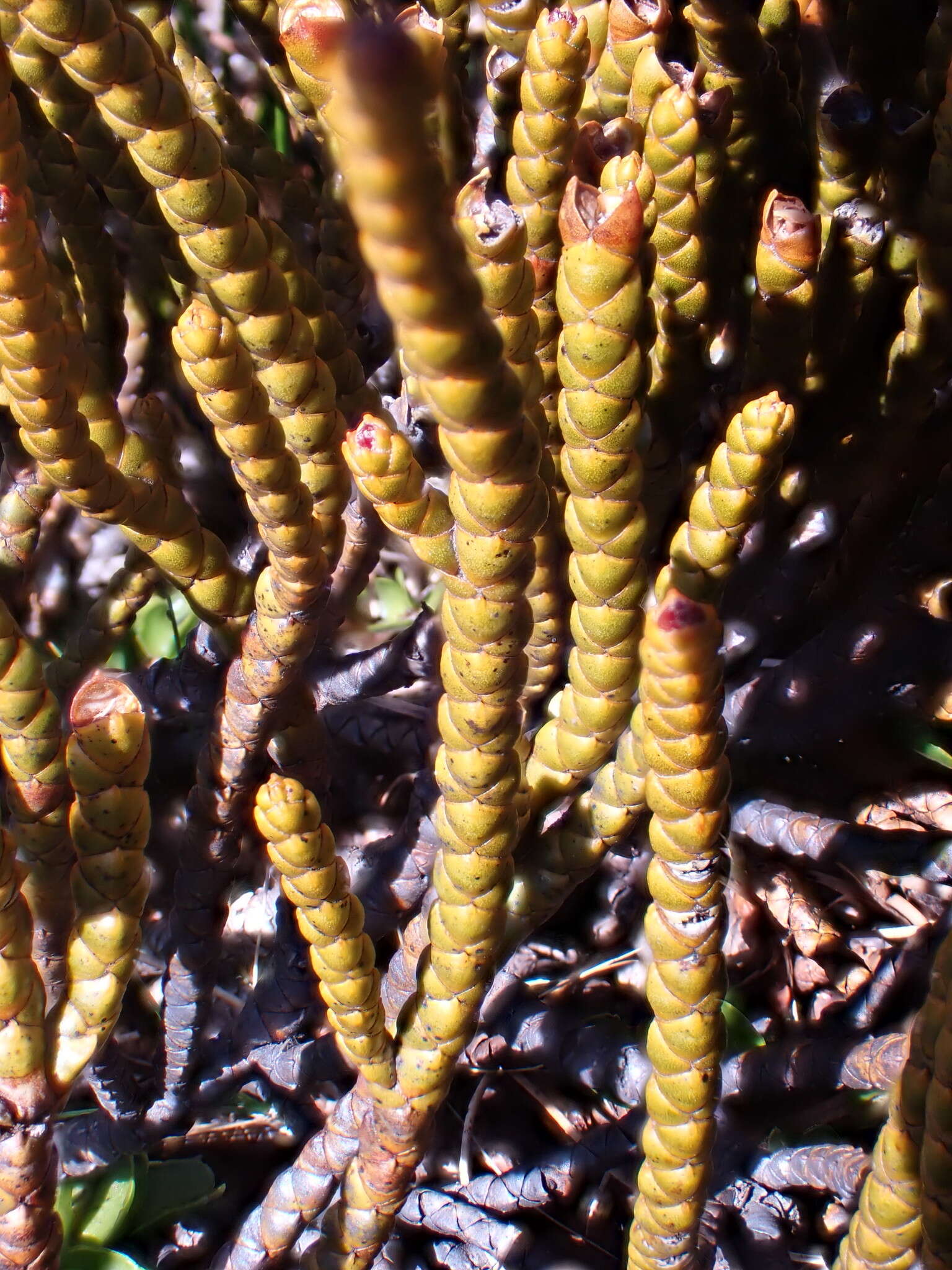 Слика од Veronica hectorii subsp. demissa (G. Simpson) Garn.-Jones