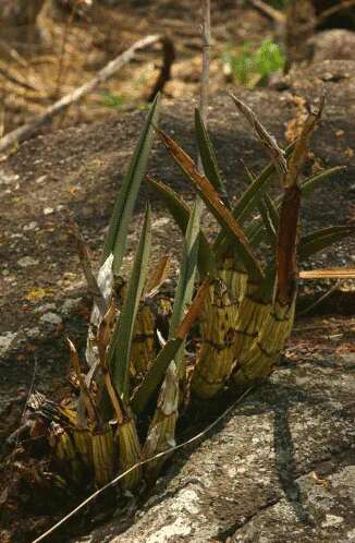 Image of Eulophia petersii (Rchb. fil.) Rchb. fil.