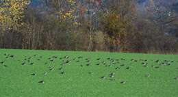 Image of Lapwing