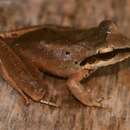 Craugastor longirostris (Boulenger 1898) resmi