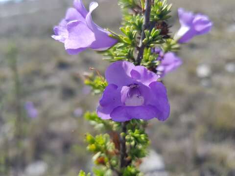 Image of Leucophyllum pringlei (Greenm.) Standley