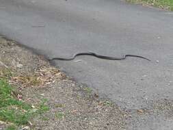 Image of Eastern brown snake