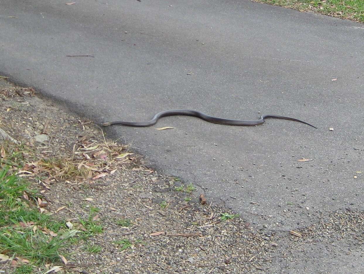 Image of Eastern brown snake