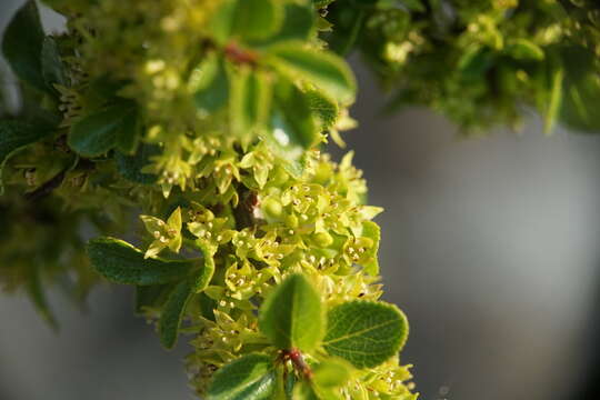 Sivun Rhamnus saxatilis Jacq. kuva