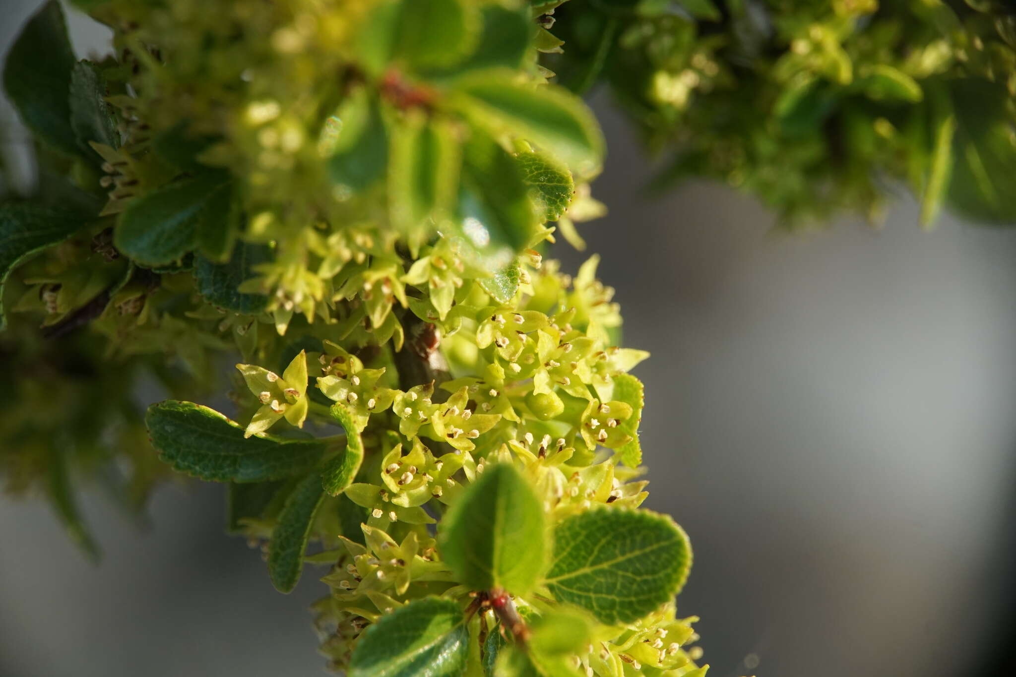 Sivun Rhamnus saxatilis Jacq. kuva