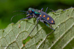 Image of Cicindela (Calochroa) safraneki (Werner & Wiesner 2008)