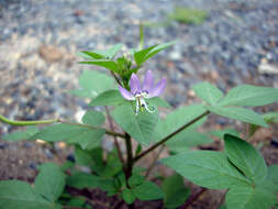 Image of fringed spiderflower