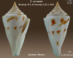Image of Conus arcuatus