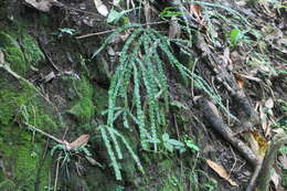 Image of Pteris longipinna Hayata