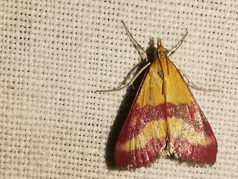 Imagem de Pyrausta virginalis Duponchel