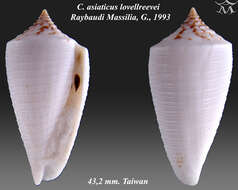 Image of Conus asiaticus da Motta 1985
