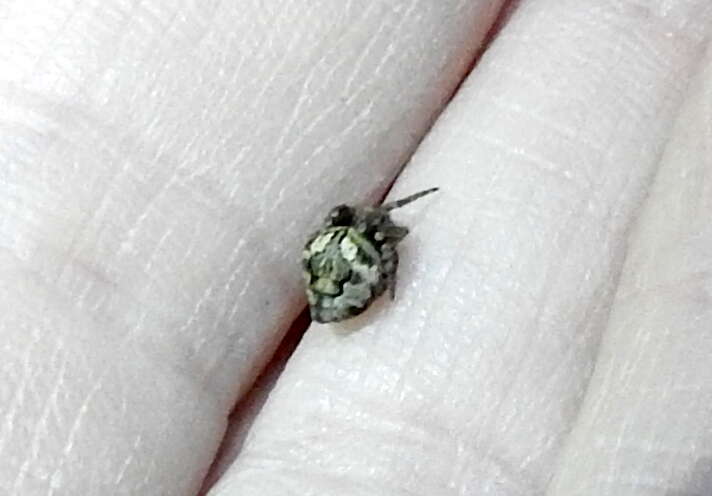 Image of Humpbacked orbweaver